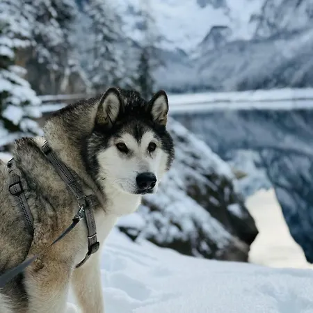 Apartman Dangos Mountainview *