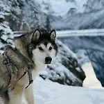 Διαμέρισμα Dangos Mountainview *