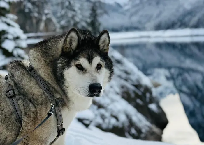 Апартаменты Dangos Mountainview *